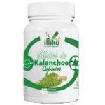 Kalanchoe (120 u) | 2Pack